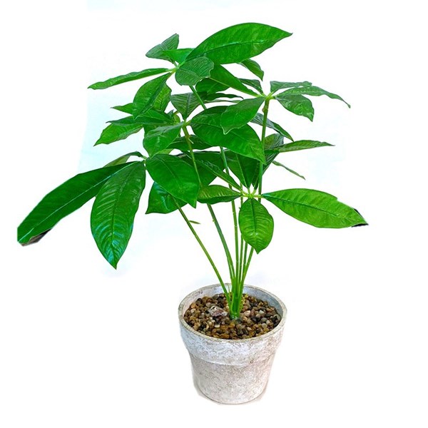 Picture of Planta Scheffieras Verde